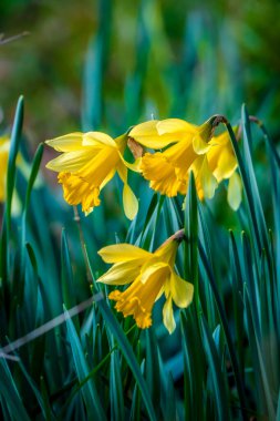 A macro perspective of Daffodil (Narcissus pseudonarcissus) blooms drooping gracefully among green blades on a bright spring morning