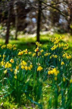 Nergislerin (Narcissus pseudonarcissus) güneşli bir yaması, yumuşak noktalı ışığın altındaki pınarı işaret ederek bir orman zemininde gelişir.