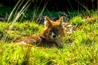 Tetikte bir Dhole (Cuon alpinus) sisli bir Asya orman kenarında çömelir, ham vahşi duruş ve alarm yoğunluğu yayar.