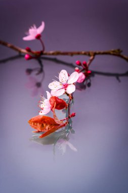 Kiraz eriği (Prunus cerasifera) çiçekleri okunmuş yapraklar, yumuşak yapraklar ve canlı tomurcuklar ile yansıtıcı bir yüzey üzerine dizilmiş bir makro yakın çekim.
