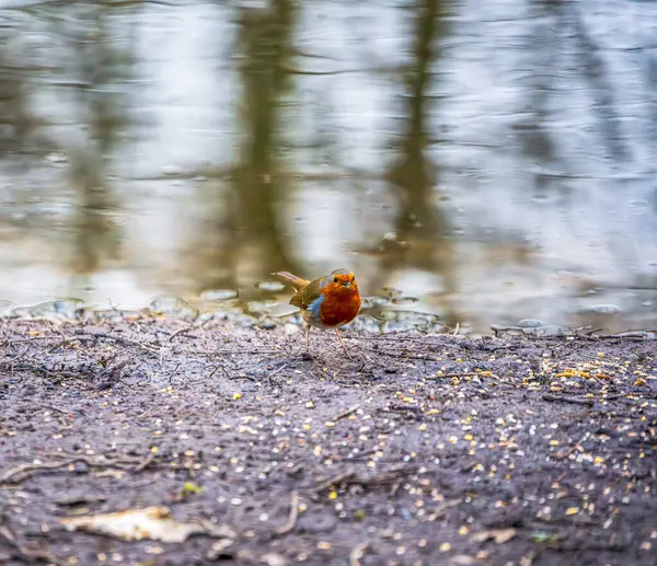 Avrupalı bir Robin çamurlu bir göl kıyısında duruyor, sularda saklı lokma arıyor.