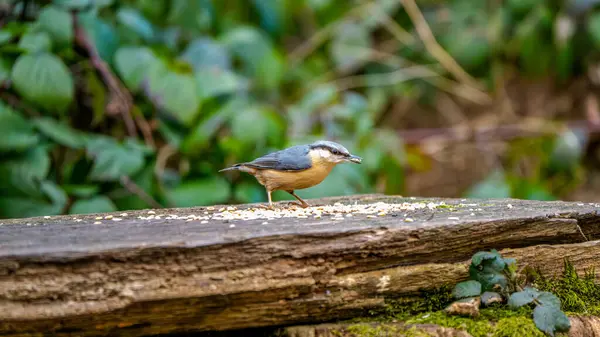 Avrupalı bir Nuthatch yosunlu bir kütük boyunca koşar, dağılmış tohumları gölgeli bir ormanlık arazide toplar.