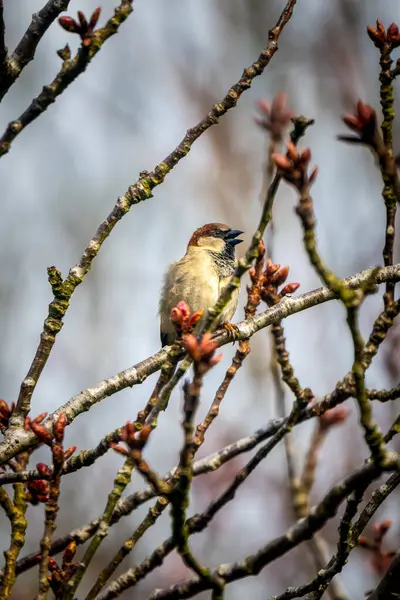 Tomurcuklanan dallardan bir ev serçesi arıyor. Baharın erken saatlerinde kendine özgü günlük şarkısıyla parlıyor.