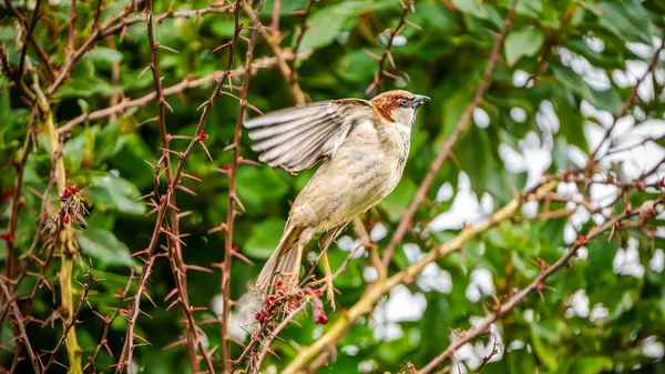 Bir Ev Serçesi (Passer domesticus) dikenli dallar arasında bir kanat çırpar, canlı bir çalılıkta parlak bir bakış açısı ortaya çıkarır.