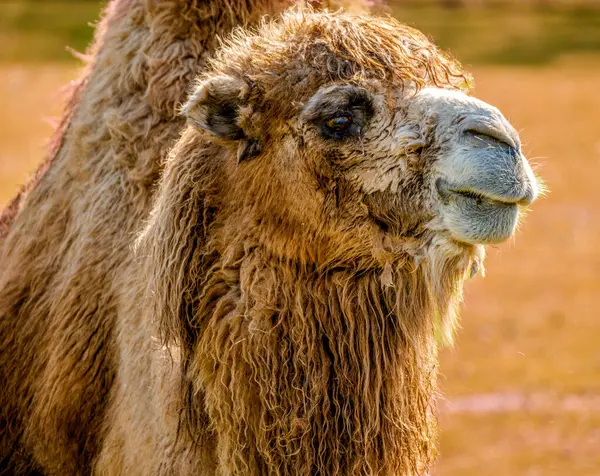 Görkemli bir Bactrian devesi (Camelus bactrianus), kalın tüylü, güneşli bir alana sakince bakar.