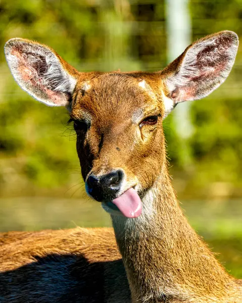 A curious Elds Deer (Rucervus eldii) stands in bright light with tongue poking out and ears raised against a lush green backdrop