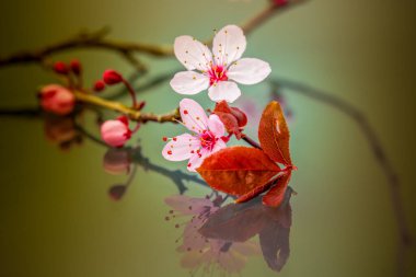 A macro view of Cherry Plum (Prunus cerasifera) blossoms, red leaves, and pink buds on a reflective plane, capturing fleeting spring allure