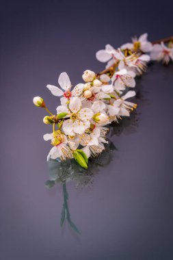 Kiraz eriği (Prunus cerasifera) çiçeğinin yansıtıcı bir düzlemde sıralanmış makro perspektifi, hassas beyaz yaprakları ve tomurcuklanan kümeleri vurgular.