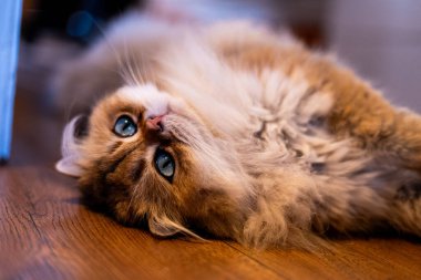 A plush NY11 British Longhair lounges on the floor, gazing upward with captivating eyes and a sumptuous golden coat