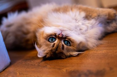 A plush NY11 British Longhair sprawls comfortably on a warm floor, gazing upward with a playful expression and sumptuous golden coat