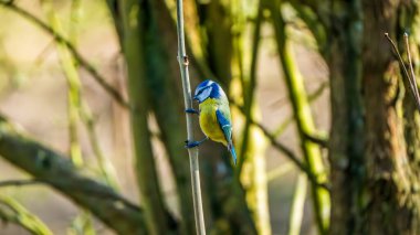 A nimble Blue Tit (Cyanistes caeruleus) clings to a slender twig in a mossy British woodland under soft sunlight