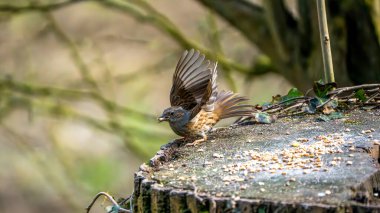 Bir Dunnock (Prunella modularis), sessiz bir İngiliz ormanlık alanındaki yıpranmış bir kütükten tohum toplarken kanatlarını uzatır.