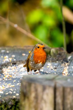 Avrupalı bir Robin (Erithacus rubecula), parlak turuncu bir göğsü olan bir kütüğü, yumuşak bir orman parıltısında dağınık tohumlarla çevrili bir şekilde izler.