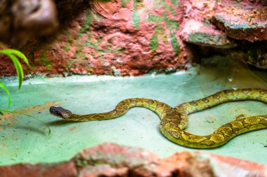 A mottled snake glides across a terrariums rocky floor, revealing cryptic scales, a watchful stance, and the subtle allure of reptilian camouflage