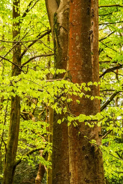 Parlak kayın yaprakları (Fagus sylvatica) yumuşak bahar ışığı ile süslenmiş, huzurlu bir İngiliz ormanlık alanı boyunca katmanlı katmanlarda hayranlar