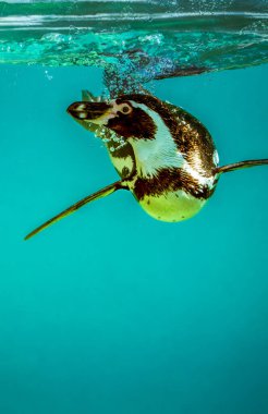 Humboldt pengueni (Spheniscus humboldti) engebeli paletleri ve yükselen kabarcıklarla turkuaz suyun altında zarifçe süzülür.