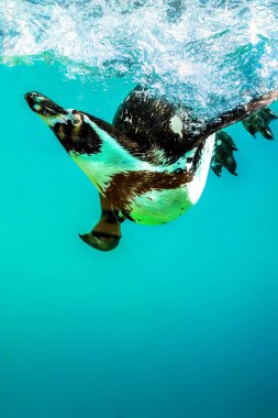 Humboldt pengueni (Spheniscus humboldti) kristal turkuaz su boyunca uzamış paletlerle ve köpüklü baloncuklardan oluşan bir patikada yükseliyor.
