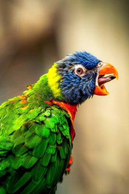 Canlı Gökkuşağı Lorikeet (Trichoglossus moluccanus) yumuşak bulanık bir arkaplana karşı açık gagayla ciyaklıyor