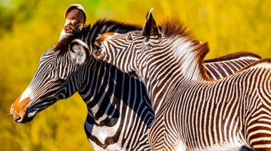 Genç Grevys Zebra Yetişkinlerin Kulağını Tamamen Isırır, Kalın Çizgiler ve Sevecen Davranışlar Bright Savannah Arkaplanında