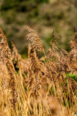 Rüzgarın süpürdüğü yakın plan Phragmites australis tohum başlarının dokulu sapları ve yumuşacık bulanık bir bataklık zeminiyle