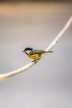 Great Tit (Parus major) clinging to a coarse rope strand against a muted backdrop, revealing vivid yellow breast and intricate feather texture