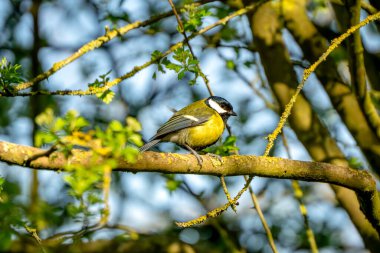 Vibrant Great Tit (Parus major) perched on a lichen-streaked hawthorn branch in dappled spring woodland light