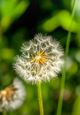 Hassas Karahindiba (Taraxacum officinale) tohum başlığı, güneşli bir çayır arka planına dağılmaya hazırlanıyor