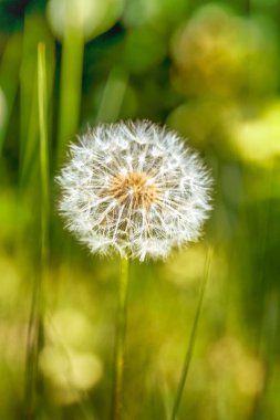 Karahindiba (Taraxacum officinale) tohum başlığı radyal simetri ve lifli paraşütleri açığa çıkarıyor