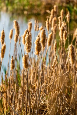Typha latifolia tohumları güneşli gölet kenarının üzerinde yükseliyor