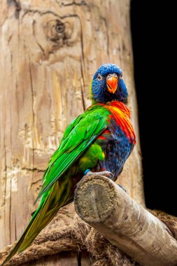 Meraklı Gökkuşağı Lorikeet (Trichoglossus moluccanus) kırsal bir kereste tüneğinden çevresini inceliyor