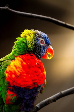 Gökkuşağı Lorikeet (Trichoglossus moluccanus) kırmızı, zümrüt ve kobalt tüylerini ince bir dala tünemiş meraklı bakışlarla sergiliyor.