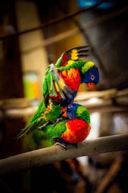 Sevecen bir çift Gökkuşağı Lorikeet (Trichoglossus moluccanus), yıpranmış bir kereste tüneğine sarılmış kur yapıyor.