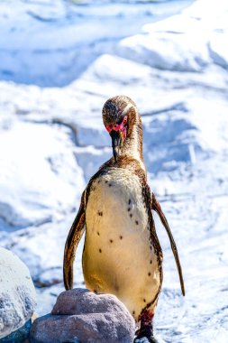 Humboldt Pengueni 'ni (Spheniscus humboldti) uyarın. Güneşli granit levreğin üzerinde soluk kireç taşı zeminine karşı durmaktadır.