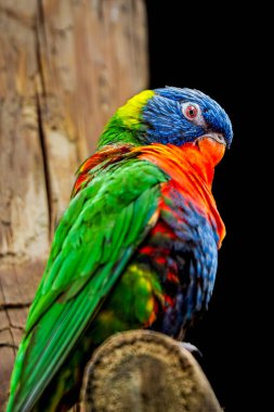 Titrek Gökkuşağı Lorikeet (Trichoglossus moluccanus) eskimiş ahşap bir direğe tünemiş derin siyah bir zemin üzerinde derin bir eğik düşünce ile
