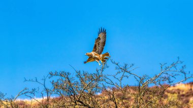 Yaygın Şahin (Buteo buteo) dikenli geçitten gökyüzüne uzanan açık kanatlarla fırlatılıyor