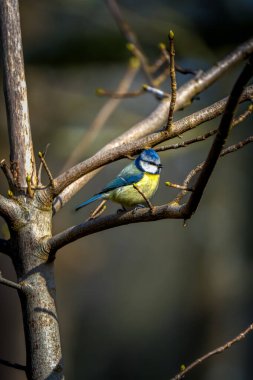 Blue Tit (Cyanistes caeruleus) perched on a budding branch against a softly blurred woodland backdrop in golden morning light