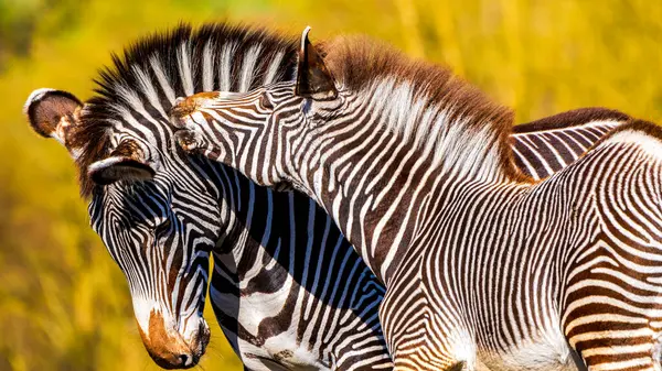 Yetişkin Yeşilli Zebra (Equus grevyi), güneşli bozkır otlarında daha küçük yavru tayını tımar ederken