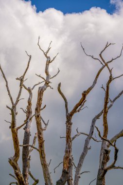 Çarpık Ölü Ağaç Dalları Dramatik Bulut Dolu Gökyüzüne Karşı