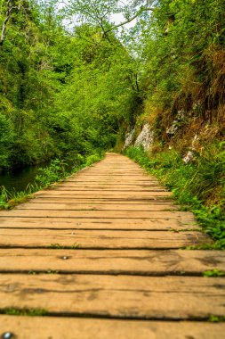 Tepe Bölgesi 'nin Yeşil Ormanı' ndan geçen Tahta Yol