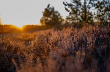 Gün batımından önce güneş ışınları altında kuru çayır otları. Kırsal alan