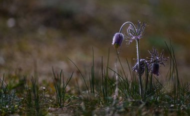 Pulsatilla pratensisleri. Alışveriş merkezi yabani çiçekleri. Çayır bitkileri. Yakın plan. Yüksek kalite fotoğraf