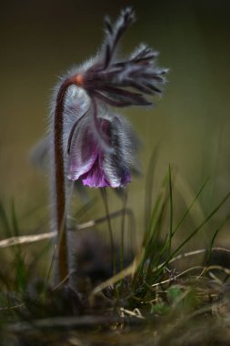 Pulsatilla pratensisleri. Alışveriş merkezi yabani çiçekleri. Çayır bitkileri. Yakın plan. Yüksek kalite fotoğraf