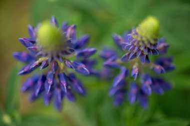 Yeşil çim arka planda küçük mor çiçek. Yakın plan. Yüksek kalite fotoğraf
