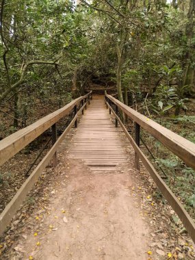 Doğanın aksine tahta köprü.