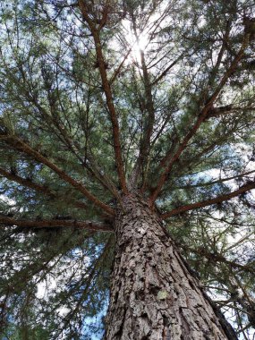 Pinus elliottii ağacı Brezilya 'nın Serra Gaucha şehrinde güneşli bir günde tepeden tırnağa fotoğraflandı.. 
