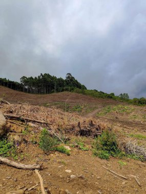 Yasadışı ağaç kesme. Ağaç kesimi. Orman temizliği. Orman tahribatı. Orman yok oluyor..