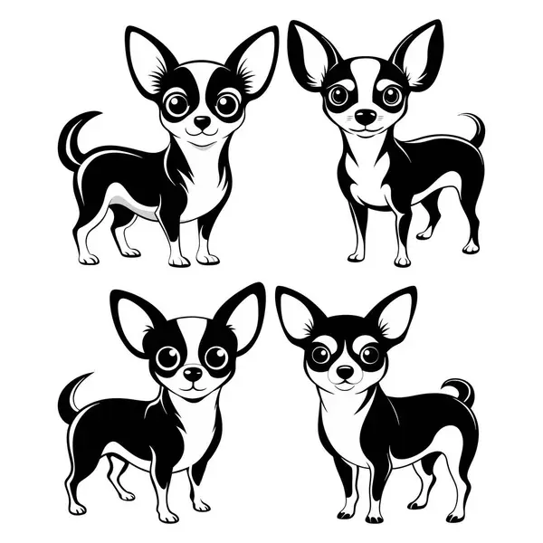 Şirin Siyah ve Beyaz Chihuahua Köpek Resimleri Ayakta Duruş, Köpek vektörü, siluet .