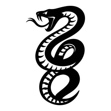 Siyah yılan sarmalandı ve beyaz arka planda izole edilmiş bir şekilde saldırıya hazır.