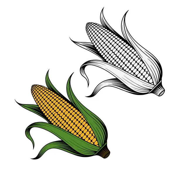 Bir renkli mısırın kulakları ve bir siluet vektör çizimi