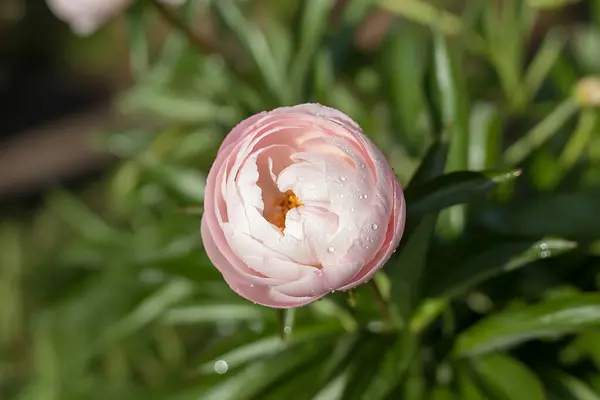 Yakın çekim, etrafında yeşil yapraklar olan narin, pembe bir şakayık tomurcuğu gösteriyor.